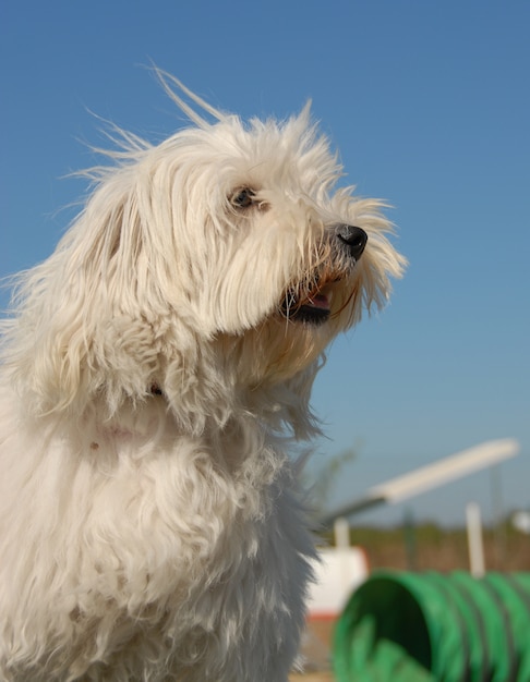 Little dog in agility