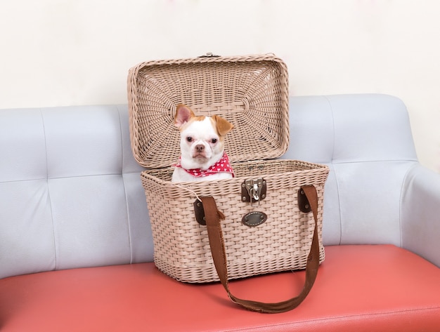 Little dog in the basket