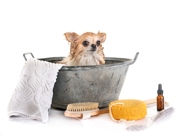 Little dog and bath