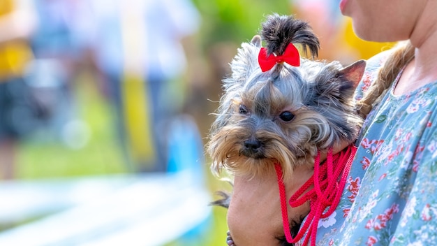 Little dog breed Yorkshire Terrier in a woman's arms in the park in sunny weather