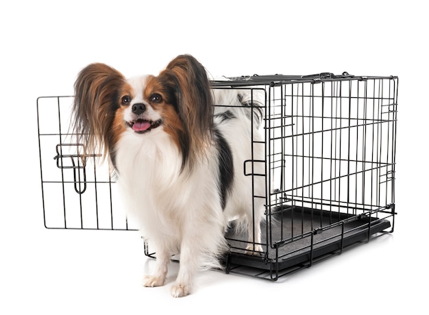 Little dog in cage