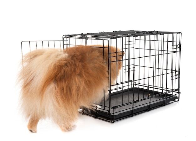 little dog in cage