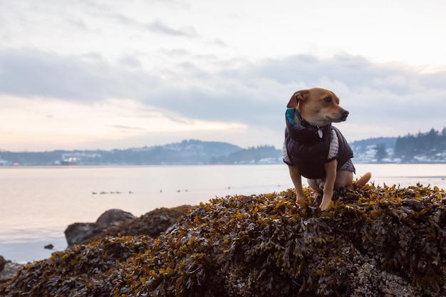 Little dog Chihuahua sitting on a rock during a vibrant sunset