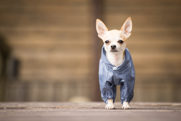 散歩に服を着て小さな犬。