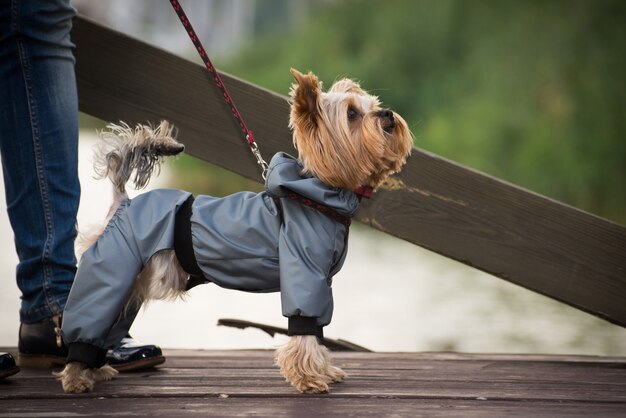 散歩に服を着て小さな犬。