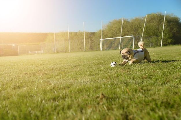 Photo little dog is running with a soccer ball over the football field he rolls the ball background goal