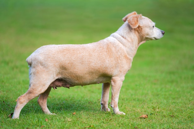 Little dog in the lawn