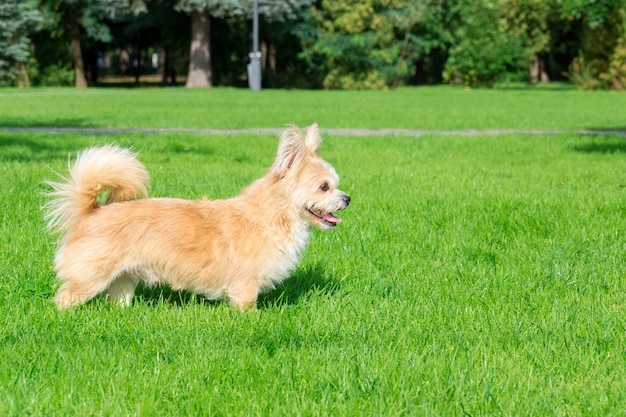 草の上に横たわる小さな犬