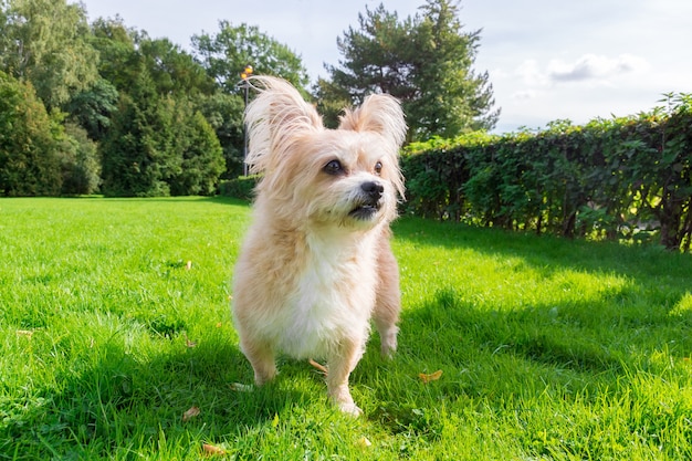 Little dog lying on the grass