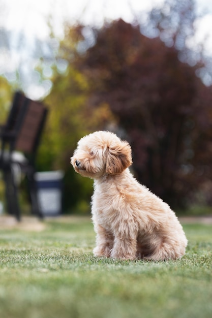 Little dog maltipu sitting on green grass in the park