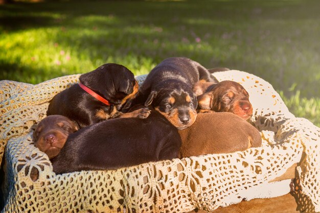 Little dog puppies having a nap in a basket