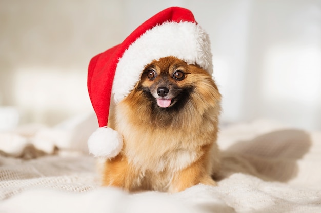 Little dog in red santa hat