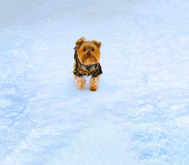 Little dog runs on the background of white snow