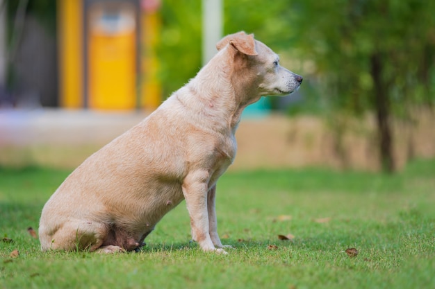 Little dog sitting in the lawn