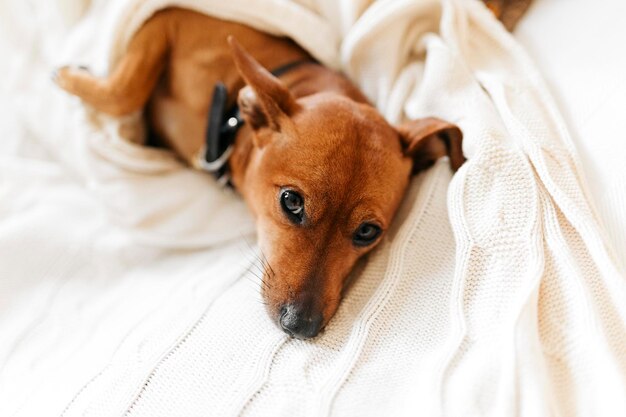 ベッドで家で寝ている小さな犬