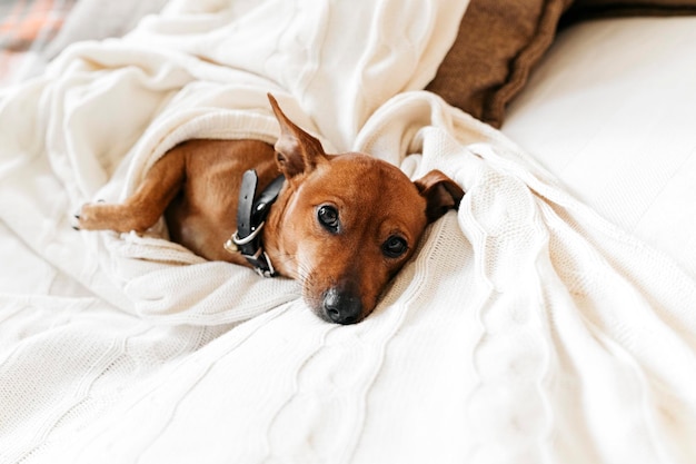 ベッドで家で寝ている小さな犬