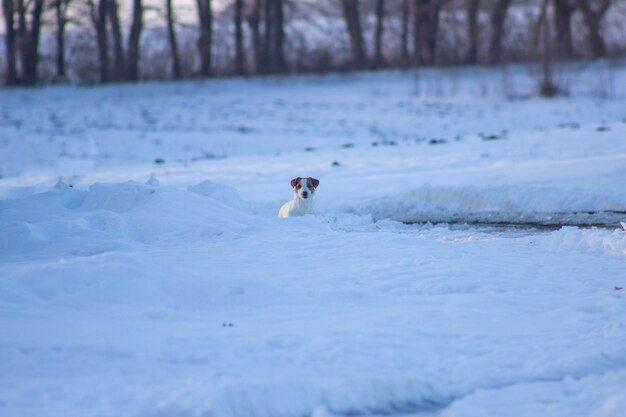 Маленькая собака в снегу