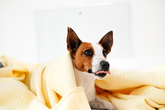 little dog sticks out of his face from under the blanket