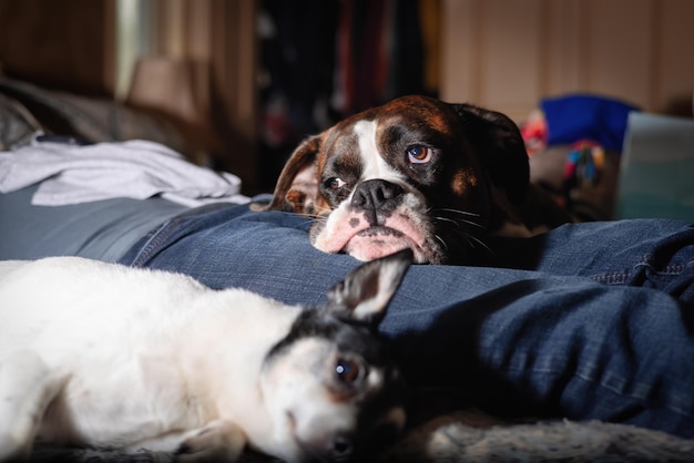 Little Dog Toy Fox Terrier and Boxer relaxing on bed at home