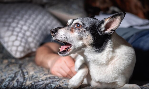 自宅のベッドでリラックスした小さな犬のおもちゃフォックステリア