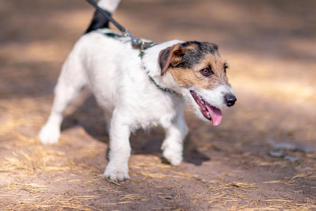 Little dog walking on a leash in a summer park