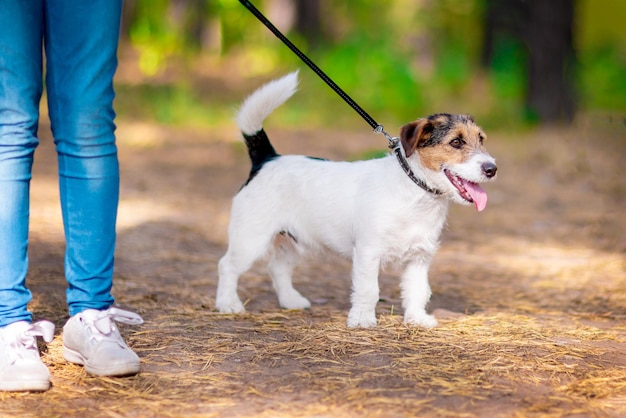 Маленькая собачка гуляет на поводке в летнем парке