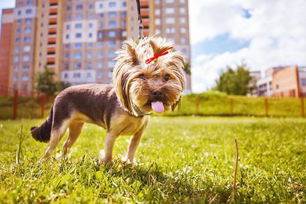 小さな犬が公園を散歩します。ヨークシャーテリアの肖像画