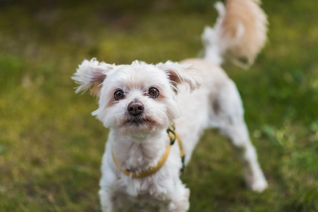 Foto il cagnolino vuole giocare