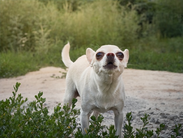 自然の中で大きな目を持つ小さな犬