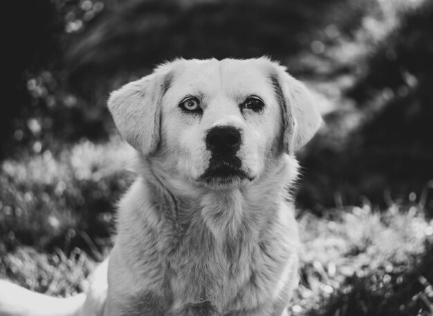 かわいらしい目を持つ小さな犬