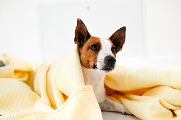 little dog wrapped in a blanket