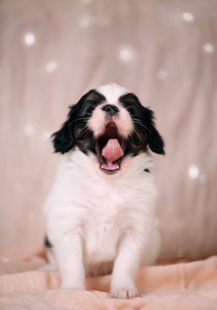 あくびの小さな犬