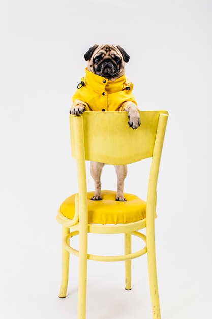 Cagnolino in abito giallo in piedi sulla sedia