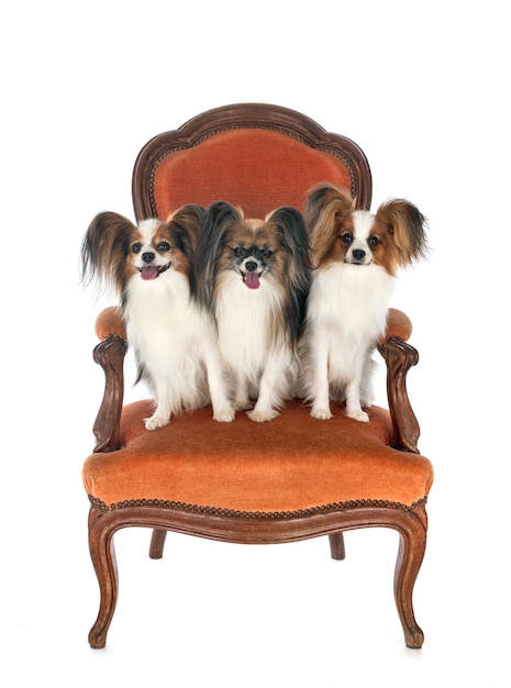 Photo little dogs on chair in front of white background