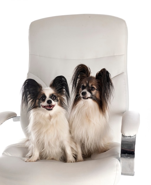 Little dogs on chair in front of white background