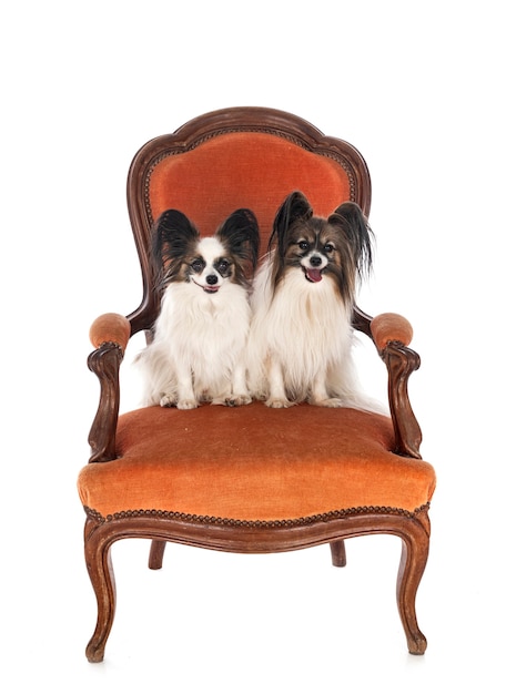 Little dogs on chair in front of white background