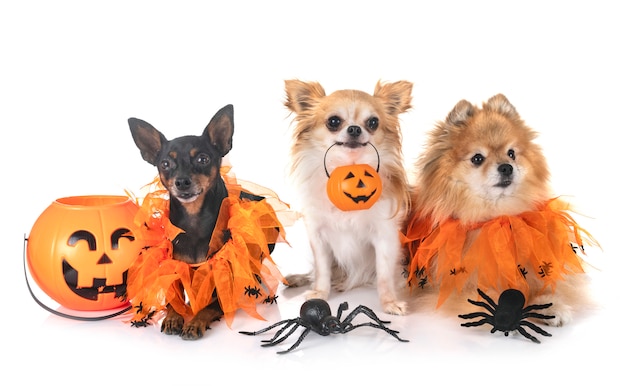 Little dogs and halloween