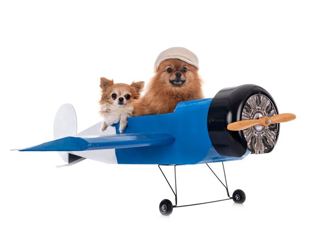 Little dogs and plane