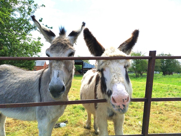 Photo little donkeys