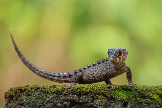 Little dragon, crocodile skink