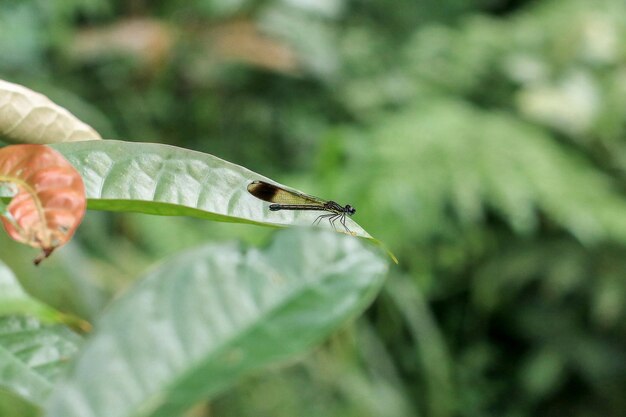 Little Dragonfly perched on a leaf