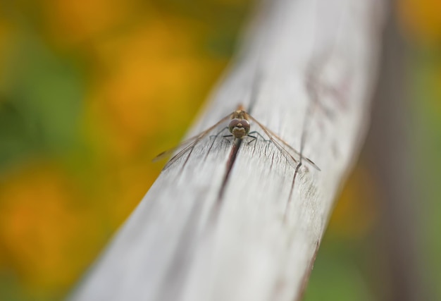 Photo little dragonfly on wooden stick in a park at summer