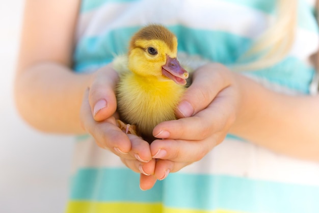 Little duckling in the children's hands on a bright background