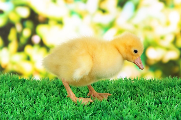 Little duckling on grass on bright background