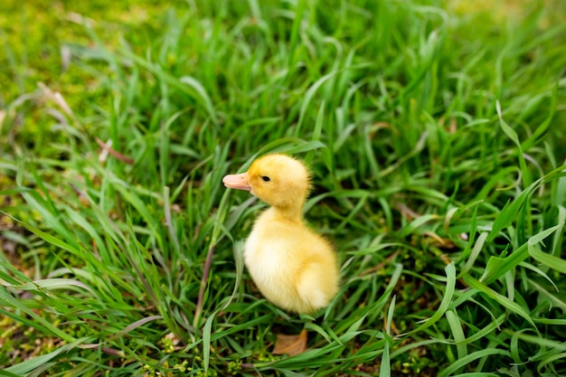 Little duckling in green grass