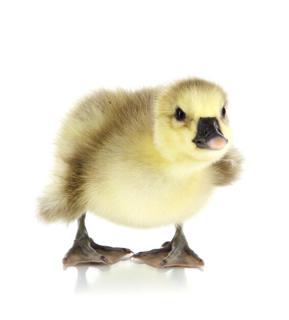 Little duckling isolated on white