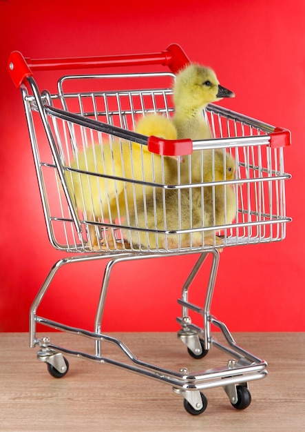 Photo little duckling on trolley on red background