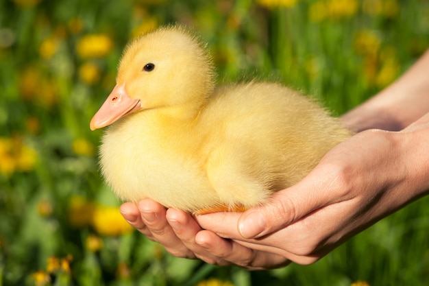 Little duckling in woman hands