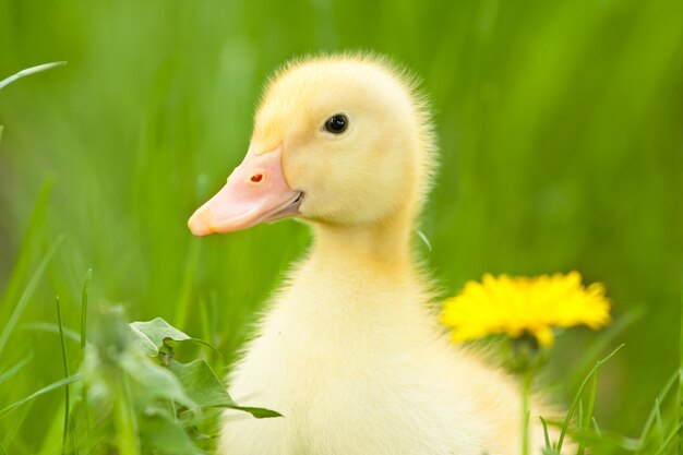 Photo little duckling