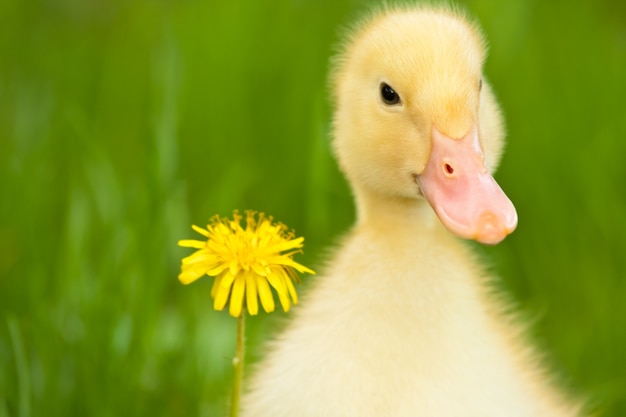 Little duckling